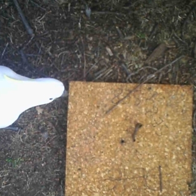 Cacatua galerita (Sulphur-crested Cockatoo) at ANU Liversidge Precinct - 6 Aug 2023 by LoganMeere