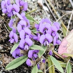 Hovea heterophylla (Common Hovea) at The Pinnacle - 12 Aug 2023 by sangio7