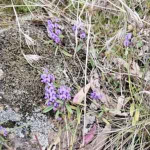 Hovea heterophylla at Belconnen, ACT - 12 Aug 2023