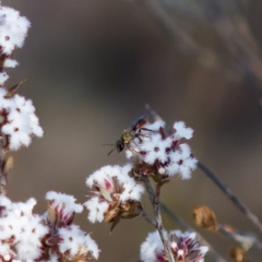 Lasioglossum (Homalictus) punctatus (A halictid bee) at Stromlo, ACT - 7 Aug 2023 by KorinneM