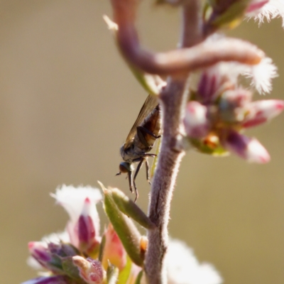 Sphicosa sp. (genus) (A dance fly) at Block 402 - 7 Aug 2023 by KorinneM