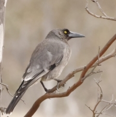 Strepera versicolor (Grey Currawong) at Throsby, ACT - 14 Aug 2023 by pixelnips