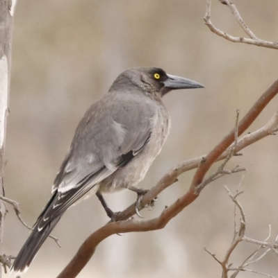 Strepera versicolor (Grey Currawong) at Throsby, ACT - 14 Aug 2023 by pixelnips