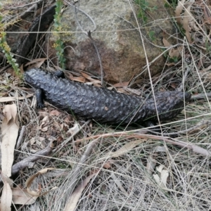 Tiliqua rugosa at Gungahlin, ACT - 29 Jul 2023