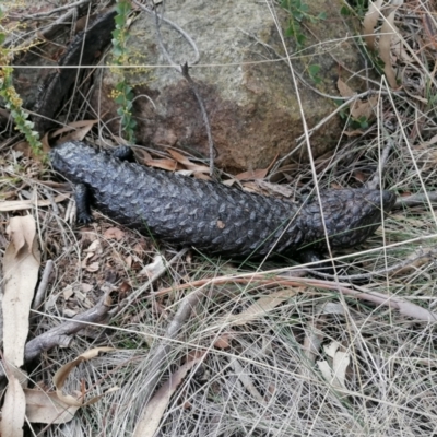 Tiliqua rugosa (Shingleback Lizard) at Gungahlin, ACT - 29 Jul 2023 by MaximilianJuhasz