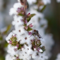 Sphicosa sp. (genus) (A dance fly) at Block 402 - 7 Aug 2023 by KorinneM