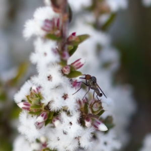 Sphicosa sp. (genus) at Stromlo, ACT - 7 Aug 2023