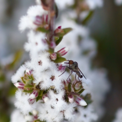 Sphicosa sp. (genus) (A dance fly) at Block 402 - 7 Aug 2023 by KorinneM