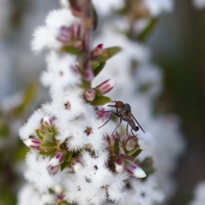 Sphicosa sp. (genus) (A dance fly) at Stromlo, ACT - 7 Aug 2023 by KorinneM
