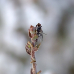 Sphicosa sp. (genus) at Stromlo, ACT - 7 Aug 2023