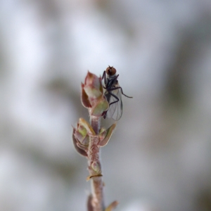 Sphicosa sp. (genus) at Stromlo, ACT - 7 Aug 2023