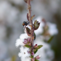 Sphicosa sp. (genus) at Stromlo, ACT - 7 Aug 2023