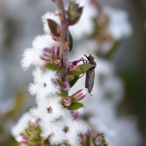 Sphicosa sp. (genus) at Stromlo, ACT - 7 Aug 2023