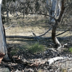 Burhinus grallarius at Gungahlin, ACT - 22 Jul 2023