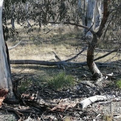 Burhinus grallarius (Bush Stone-curlew) at Mulligans Flat - 22 Jul 2023 by MaximilianJuhasz