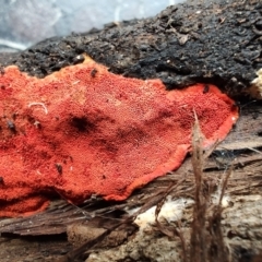 Trametes (old Pycnoporus sp.) (Scarlet Bracket) at QPRC LGA - 14 Aug 2023 by LyndalT