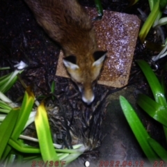 Vulpes vulpes (Red Fox) at Australian National University - 6 Aug 2023 by mollyms01