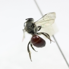 Lasioglossum (Parasphecodes) hiltacum (Rayment's Red Bee) at Wanniassa Hill - 9 Aug 2023 by PeterA