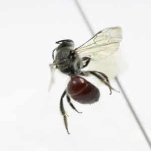 Lasioglossum (Parasphecodes) hiltacum at Tuggeranong, ACT - 9 Aug 2023