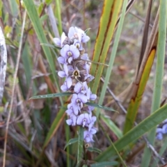 Hovea heterophylla (Common Hovea) at Birrigai - 14 Aug 2023 by jac