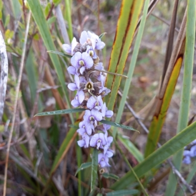 Hovea heterophylla (Common Hovea) at Birrigai - 14 Aug 2023 by jac