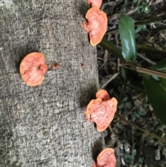Trametes (old Pycnoporus sp.) (Scarlet Bracket) at Kenilworth, QLD - 12 Aug 2023 by AliClaw