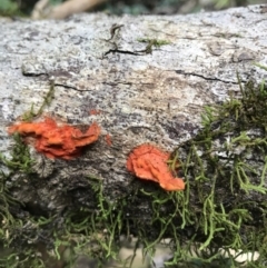 Unverified Fungus at Kenilworth, QLD - 12 Aug 2023 by AliClaw