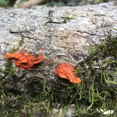 Unidentified Fungus at Kenilworth, QLD - 12 Aug 2023 by AliClaw