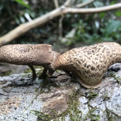 Unidentified Fungus at Kenilworth, QLD - 12 Aug 2023 by AliClaw