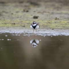 Charadrius melanops (Black-fronted Dotterel) at QPRC LGA - 12 Aug 2023 by trevsci