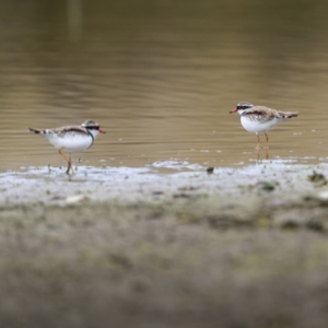 Charadrius melanops at Burra, NSW - 13 Aug 2023 08:51 AM