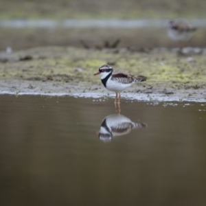 Charadrius melanops at Burra, NSW - 13 Aug 2023