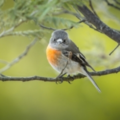 Petroica boodang (Scarlet Robin) at QPRC LGA - 12 Aug 2023 by trevsci