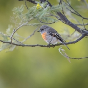 Petroica boodang at Burra, NSW - 13 Aug 2023 09:09 AM