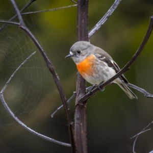 Petroica boodang at Burra, NSW - 13 Aug 2023 09:09 AM