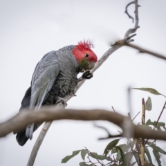 Callocephalon fimbriatum (Gang-gang Cockatoo) at Googong, NSW - 12 Aug 2023 by trevsci