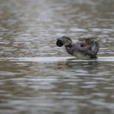 Biziura lobata (Musk Duck) at Burra, NSW - 13 Aug 2023 by trevsci