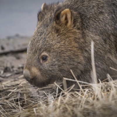 Vombatus ursinus (Common wombat, Bare-nosed Wombat) at Burra, NSW - 13 Aug 2023 by trevsci