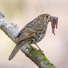 Zoothera lunulata (Bassian Thrush) at Cotter River, ACT - 14 Aug 2023 by angelb