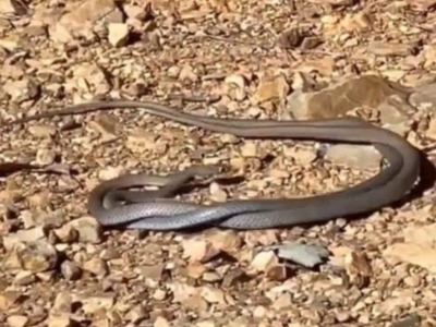 Demansia psammophis (Yellow-faced Whipsnake) at Paddys River, ACT - 11 Aug 2023 by dianat