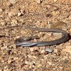Demansia psammophis (Yellow-faced Whipsnake) at Bullen Range - 11 Aug 2023 by dianat