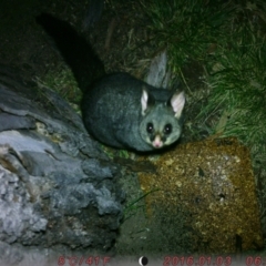 Trichosurus vulpecula (Common Brushtail Possum) at Australian National University - 7 Aug 2023 by gemma