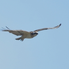 Pandion haliaetus (Osprey) at Ormiston, QLD - 14 Aug 2023 by TimL