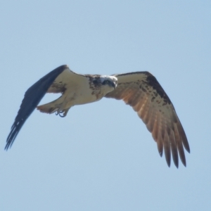 Pandion haliaetus at Ormiston, QLD - suppressed