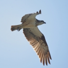 Pandion haliaetus at Ormiston, QLD - suppressed