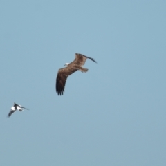 Pandion haliaetus at Ormiston, QLD - suppressed