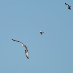 Pandion haliaetus at Ormiston, QLD - suppressed