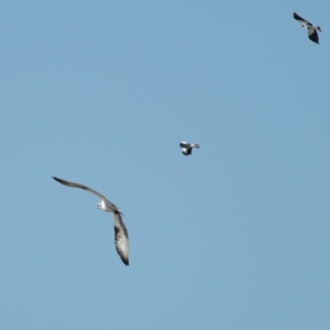 Pandion haliaetus at Ormiston, QLD - suppressed