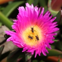 Unidentified Bee (Hymenoptera, Apiformes) at Ormiston, QLD - 13 Aug 2023 by TimL