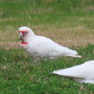 Cacatua tenuirostris at Greenway, ACT - 14 Aug 2023 02:38 PM